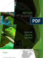 Reptiles JCMG