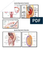 Aparato Reproductor Femenino y Masculino