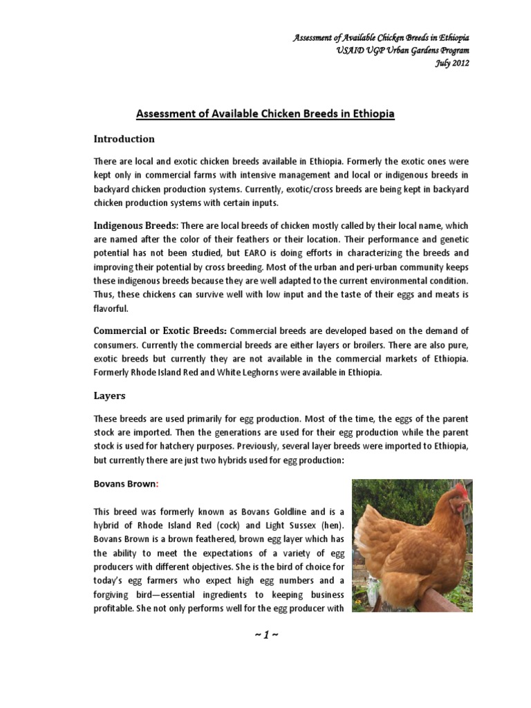 Assessment of Chicken Breeds in Ethiopia PDF