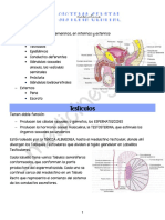 TP 12 Sistema Genital Masculino