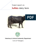 Buffalo 22 Dairy Report