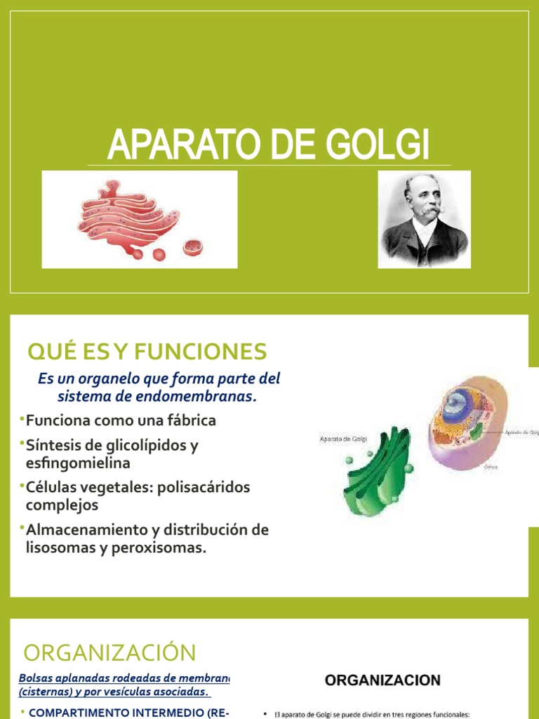APARATO DE GOLGI | PDF
