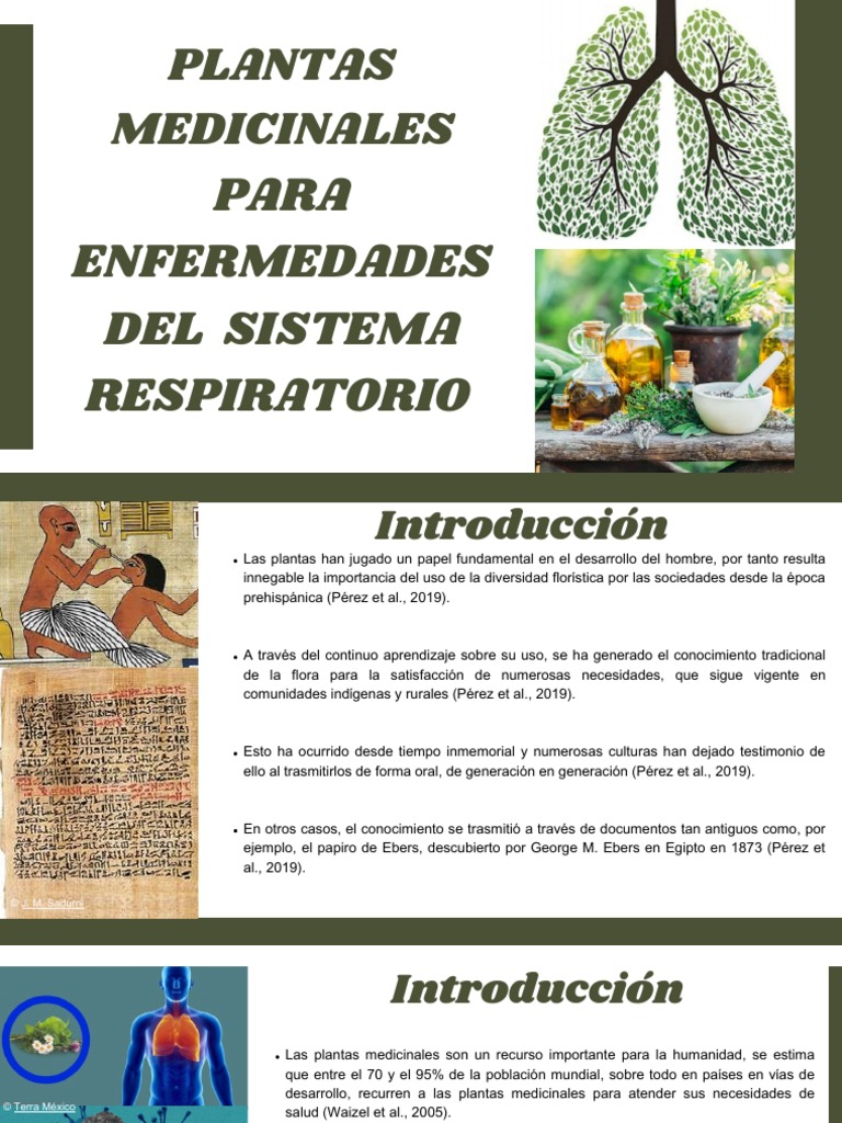 Plantas Medicinales Para Enfermedades Del Sistema Respiratorio Pdf
