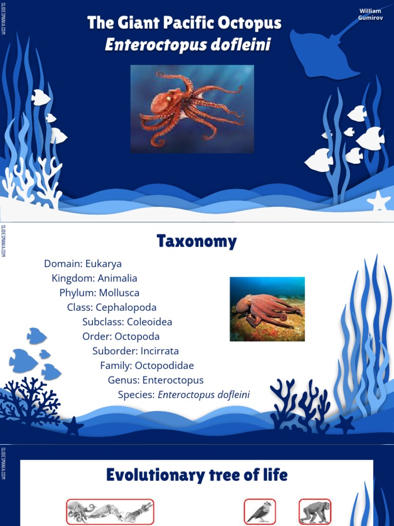 Giant Pacific Octopus Overview | PDF | Octopus | Zoology