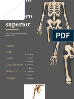 Anatomía Miembro Superior