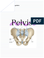 Pelvis