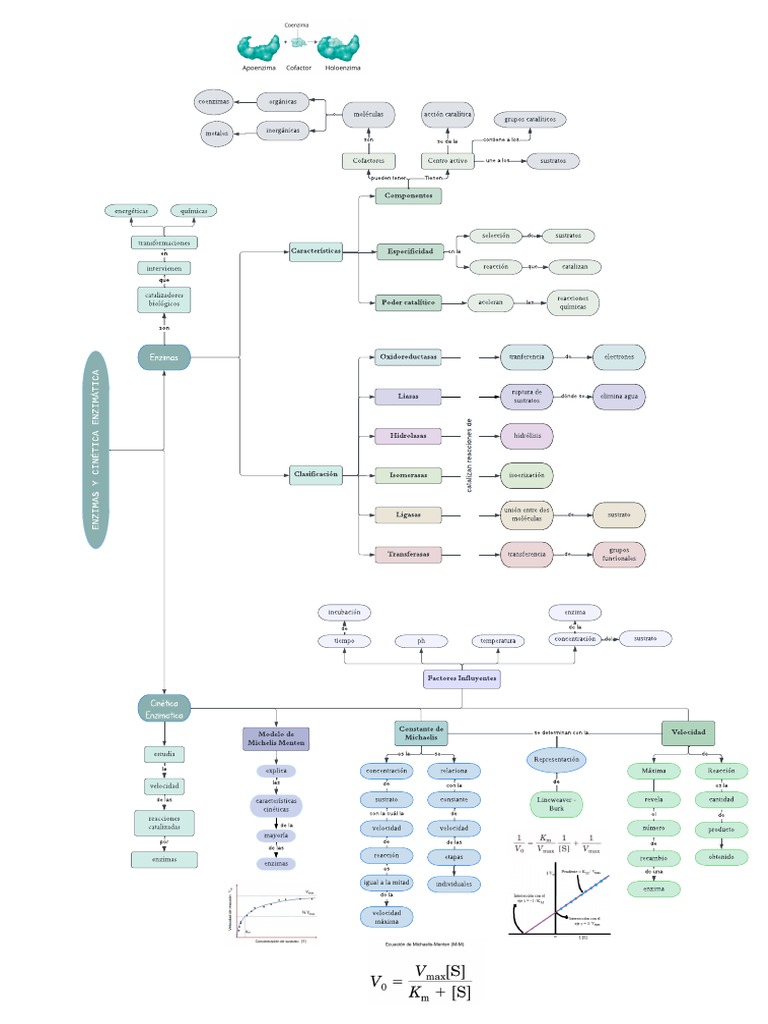Mapa 1 | PDF | Enzima | Catálisis