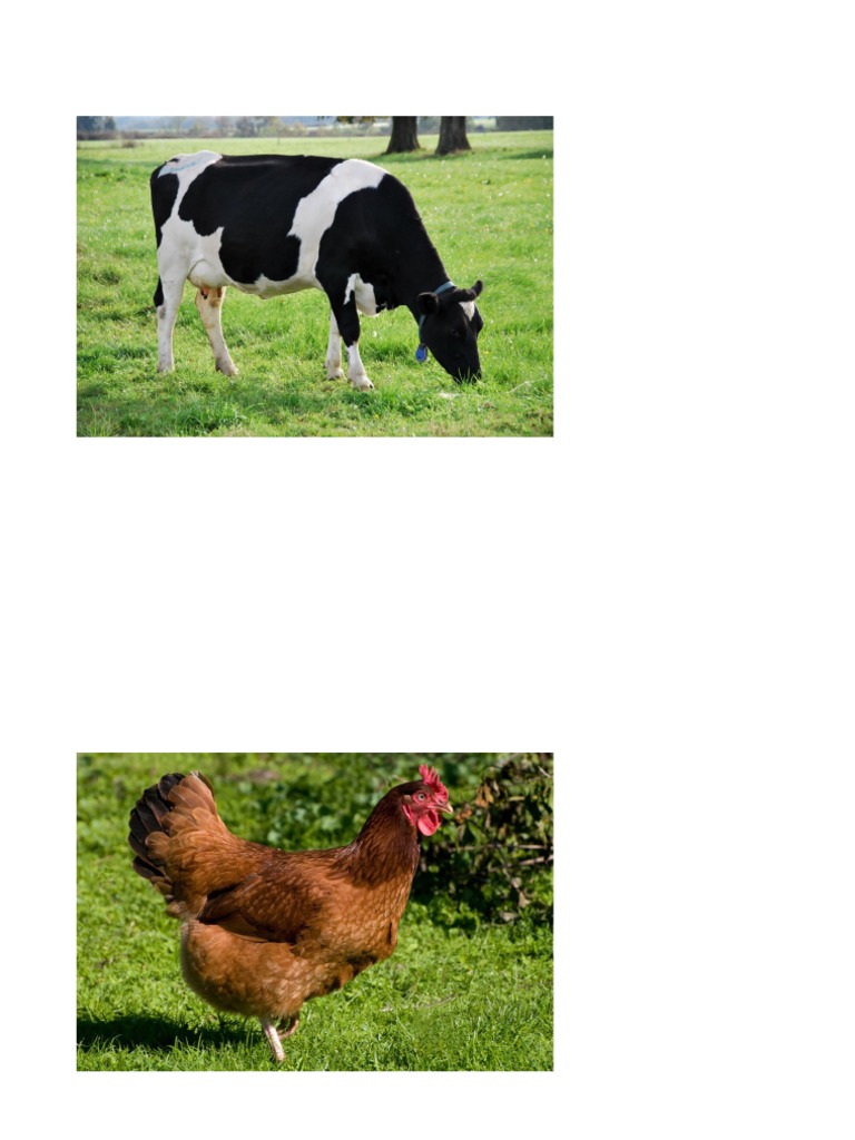 Animales de Granja | PDF
