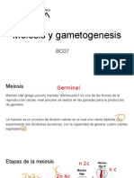 Meiosis y Gametogenesis