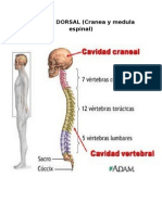 Cavidades anatómicas: dorsal, ventral y abdominopélvica