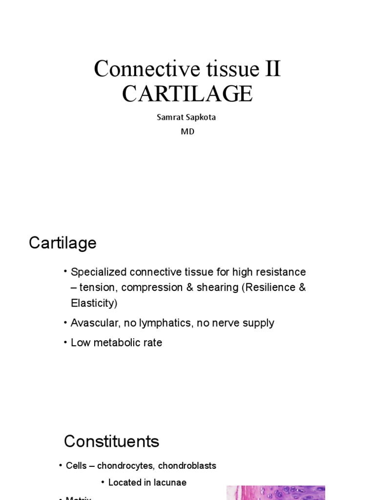 Conquer Connective Tissue An Engaging Labeling Activity - uvyncre