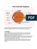 Anatomi Gambar Mata Dan Fungsinya