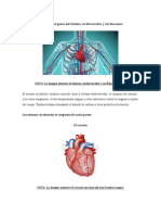 Principales Órganos Del Sistema Cardiovascular y Sus Funciones