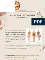 Sistema Circulatorio en Animales