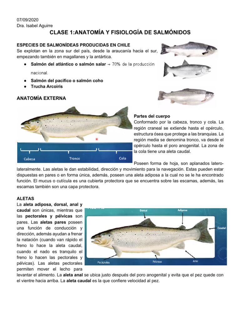 Anatomía del Salmón y sus Aletas | PDF | Sistema digestivo humano ...