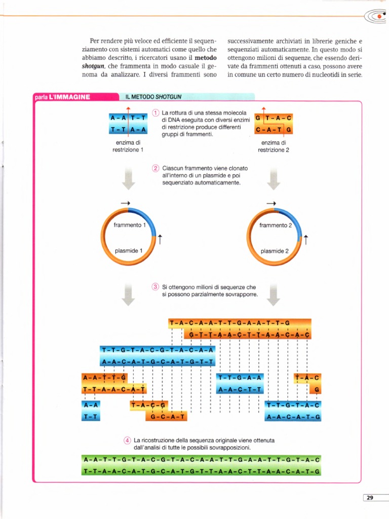 Sequenziare Il Dna - Metodo Shotgun | PDF