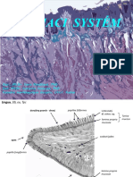 Digestive System I