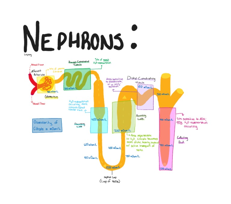 Nephron Concept Map Leipzig | PDF