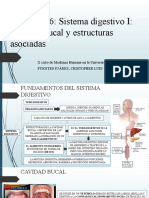 Capítulo 16 Sistema Digestivo I Cavidad Bucal y Estructuras Asociadas