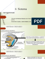 Capítulo 16 Sistema Urogenital