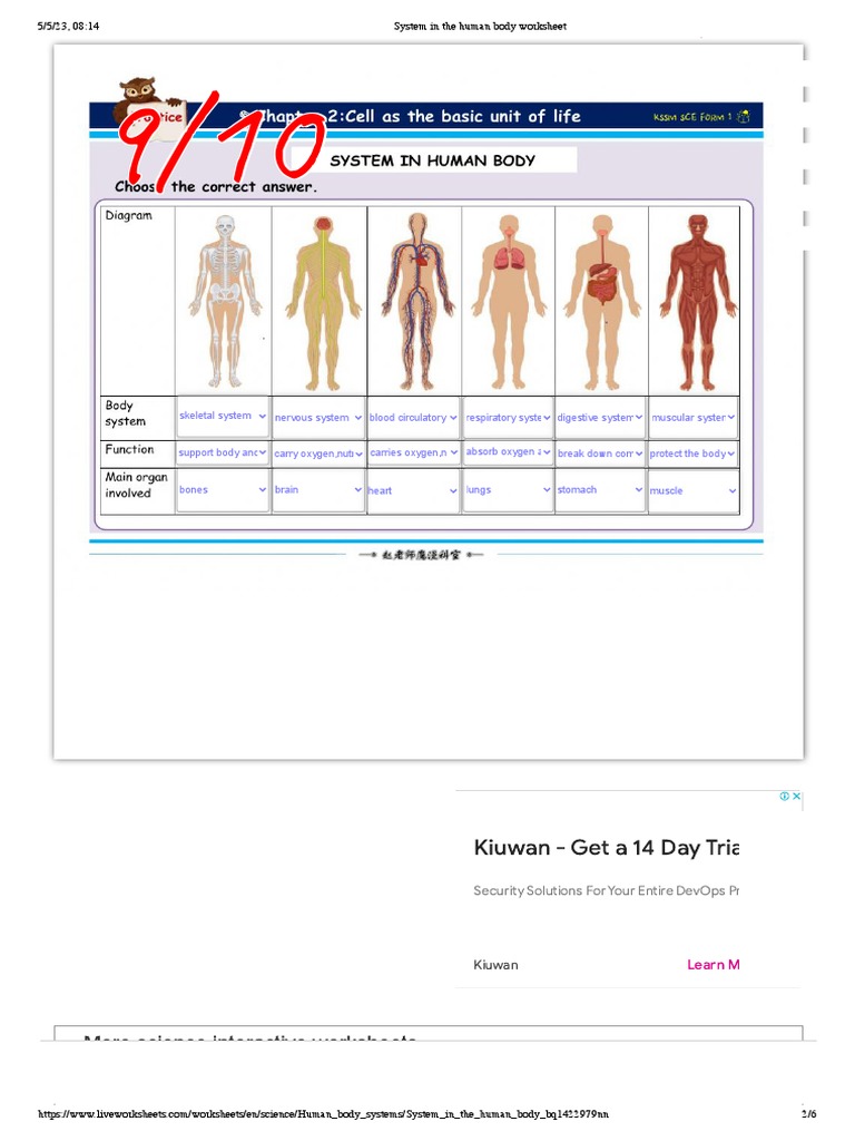 System in The Human Body Worksheet PDF