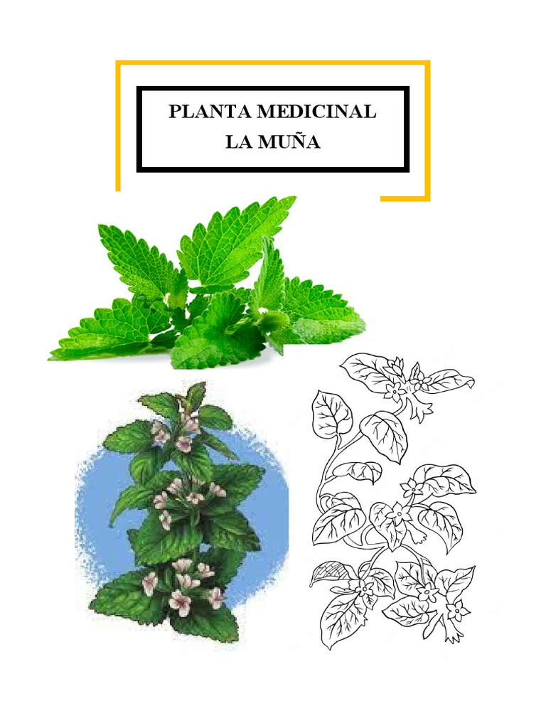 PLANTA MEDICINAL La Muña | PDF