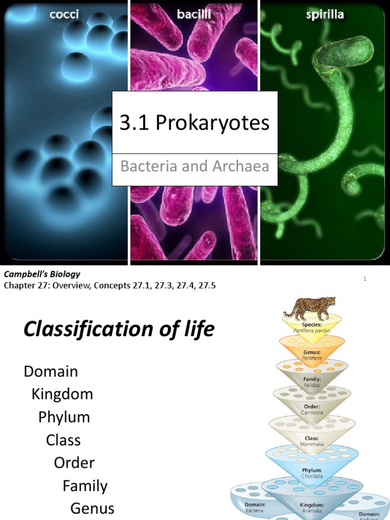 A22 3.1 Prokaryotes Protists Plants Fungi | Descargar gratis PDF ...
