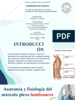 Plexo Lumbosacro, Musculos Del Abdomen