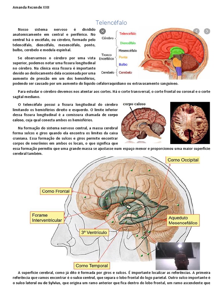 Estrutura e Funções do Telencéfalo | PDF | Córtex cerebral | Cérebro, image size:768x1024