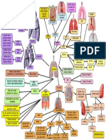 Anatomia Pulmón