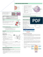 Morfofisio Pancreas