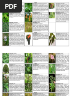 Philippine Trees: Types and Uses | PDF | Plants | Trees