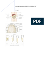 Digestive System