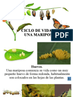 Ciclo de Vida de Una Mariposa