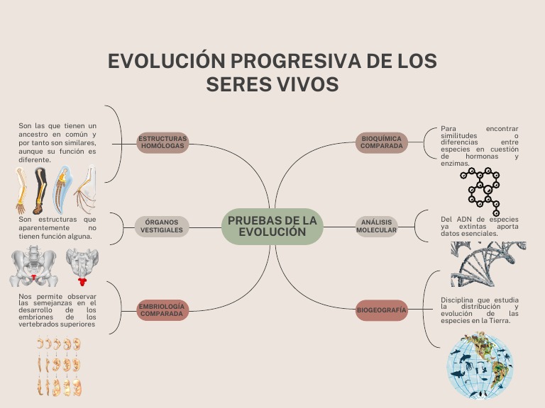 Estructuras Homólogas | PDF