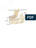 Anatomía mandibula