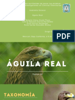 Aguila Real #8