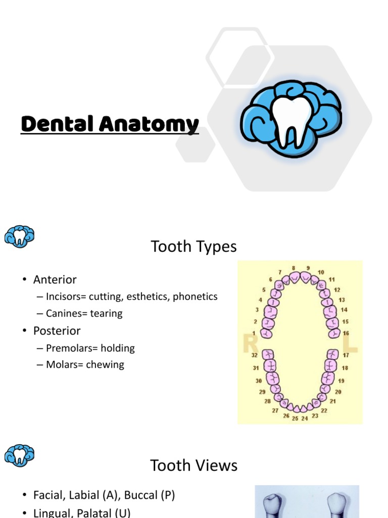 Dental Anatomy PDF Dental Anatomy Human Anatomy