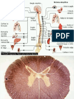 Nervios Simpaticos y Parasimpaticos