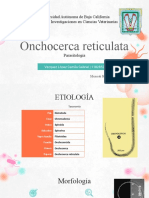 Onchocerca Reticulata