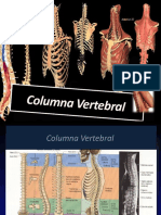 Columnavertebral 3247 0