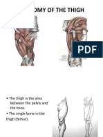 Anatomy of The Thigh