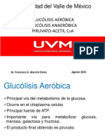 Glucólisis Aeróbica-Anaeróbica, Piruvato-Acetil CoA UVM
