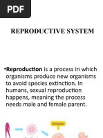 Reproductive System