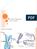 Ciclo Celular