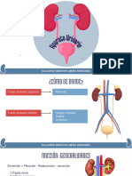 Exposición Renal - Micción - Fernanda