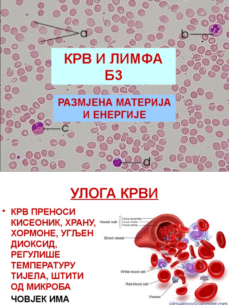 Krvi I Limfa | PDF