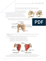 Ombro e Sua Anatomia