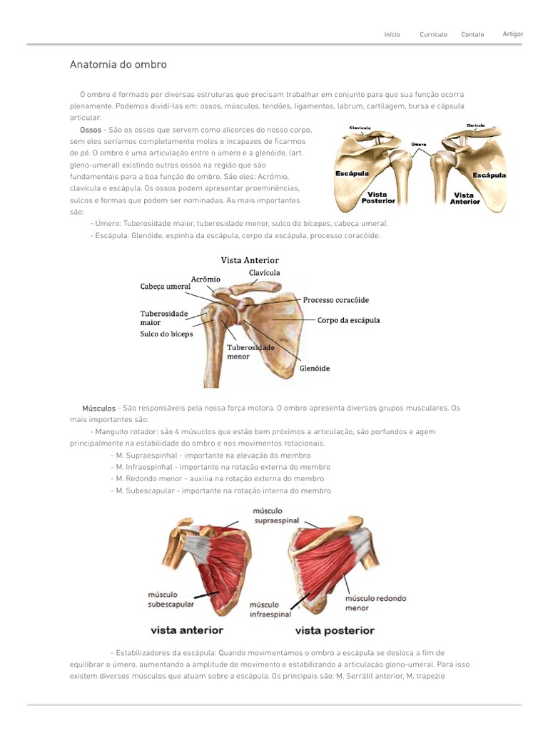 Estruturas do Ombro em Detalhe | PDF | Músculo esquelético | Sistema  Locomotor, image size:768x1024