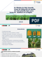 Ppt-Semilla Hibrida-Maiz